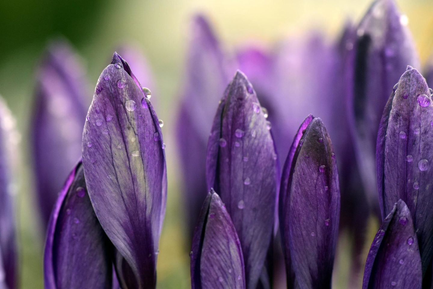 crocus raindrops