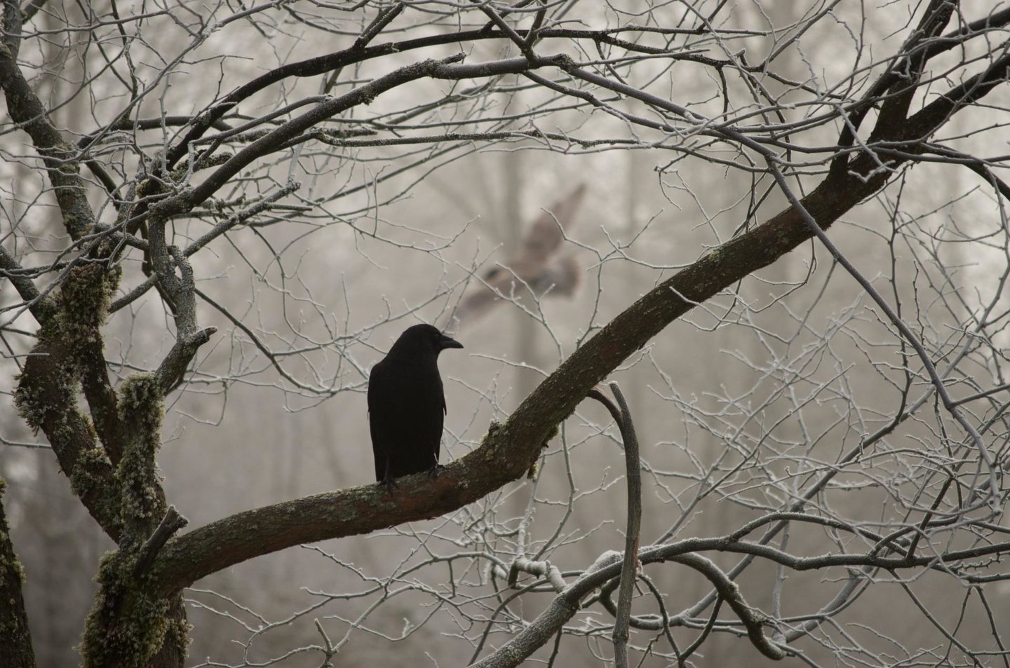 The Crow Herald